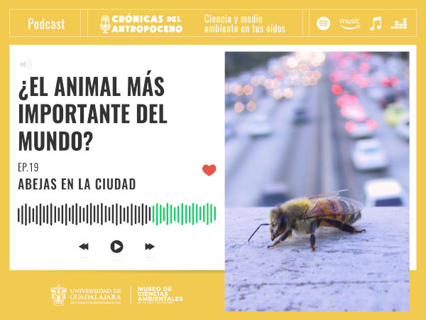 ABEJAS EN LA CIUDAD